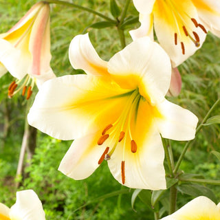 Lys géant - Miss Peculiar - Lilium - Fleurs claires pour illuminer chaque jardin