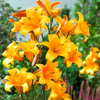 Lys trompette - Orange Planet - Lilium - Fleurs comme des rayons de soleil