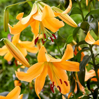 Lys géant - Orange Space - Lilium - Grandes fleurs qui attirent le regard