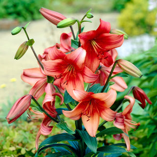 Lys - Pearl Loraine - Lilium - Élément spectaculaire des compositions estivales