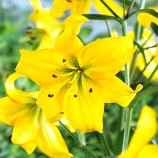 Lys - Pearl Melanie - Lilium - jaune intense, pleine d’élégance