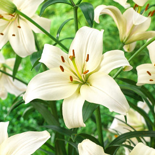 Lys - Pearl White - Lilium - Floraison abondante tout l’été