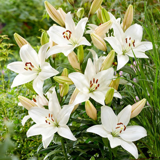 Lys - Snowdon - Lilium - Longue tenue en bouquet coupé