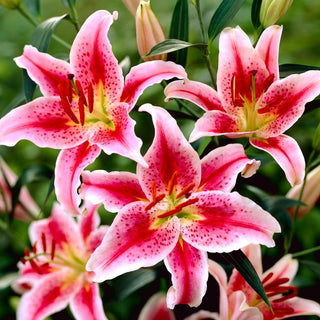 Lys oriental - Star Gazer - Lilium - Parfum intense au jardin d’été