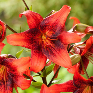 Lys tigré - Strawberry Event - Lilium - Accent classique dans chaque jardin