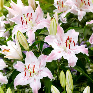 Lys oriental - Virtuoso - Lilium - Variété orientale au parfum agréable