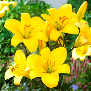 Lys trompette - Yellow Planet - Lilium - jaune éclatant dans le jardin d’été