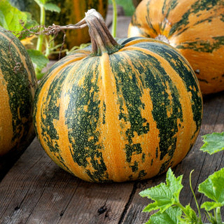 Courge à huile Olga - Idéale pour la production de graines - Grand sachet - 100 g