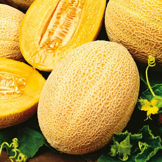 Melon Hale's Best Jumbo - Exquisite Taste and Aroma, Easy to Grow - Cucumis melo - Premium Seeds