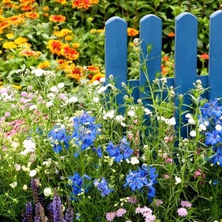Flowers for Years - Prairie fleurie longue durée - Fleurit pendant des années avec un minimum d'effort - Grand sachet - 100 g