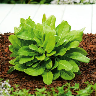Oseille du Jardin - Saveur acidulée, vivace et résistante - 100 g