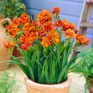 Freesia double - orange - Couleur chaude et ensoleillée - 10 bulbes