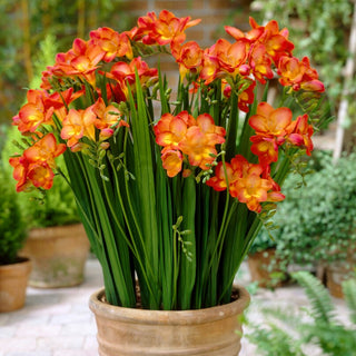 Freesia - orange - Fleurs pour vase et bouquets - 10 bulbes