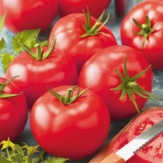 Tomate - Belladona F1 - Qualité professionnelle, précoce et de forme parfaite