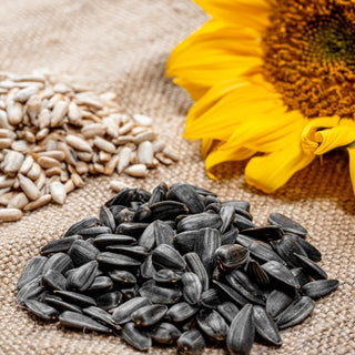 Graines de tournesol noir - Riches en énergie, adorées par tous les oiseaux hivernants - Helianthus annuus - Grand sachet - 0,5 kg