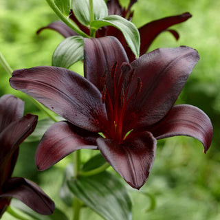 Lys trompette - Nightrider - Lilium - Accent bordeaux dans le massif estival