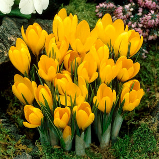 Crocus à grandes fleurs - jaune - Couleur jaune intense et ensoleillée - 10 bulbes