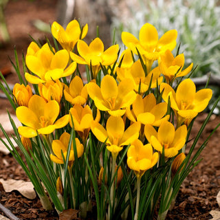 Crocus - Dorothy - Tapis doré, accent joyeux - 10 bulbes