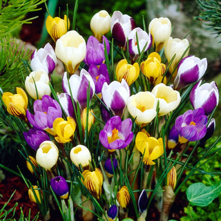 Crocus botaniques - mix - surprend par l’intensité des couleurs - 10 bulbes
