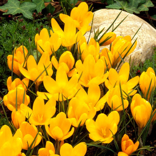 Crocus - jaune - Couleur jaune intense, pleine de soleil - 10 bulbes