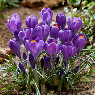 Crocus - Blue Ocean - Idéal pour les plantations dans les pelouses - 10 bulbes