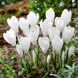 Crocus - Ice Queen - Fleurs d’un blanc neigeux, couleur unique - 10 bulbes