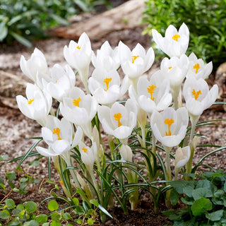 Crocus - Ivory Princess - Résistant aux variations du temps printanier - 10 bulbes