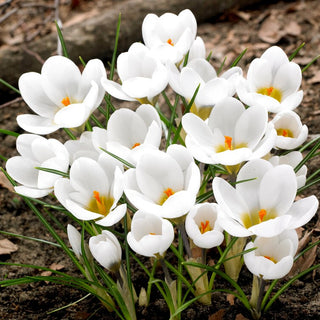 Crocus - blanc - Annonce précoce du printemps - 10 bulbes