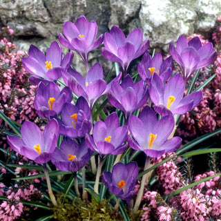Crocus - violet - Couleur intense, annonce le printemps - 10 bulbes