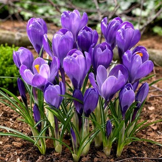 Crocus à grandes fleurs - pourpre - Contraste spectaculaire avec le vert - 10 bulbes