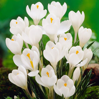Crocus à grandes fleurs - blanc - Fleurs printanières d’un blanc immaculé - 10 bulbes