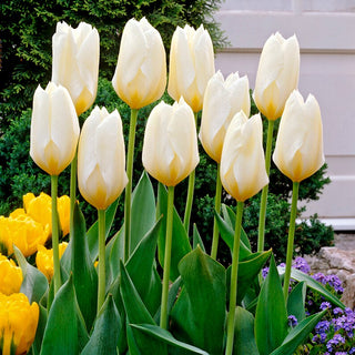 Tulipe - Purissima - Tulipa - Magnifique pour illuminer le jardin au printemps - 5 bulbes