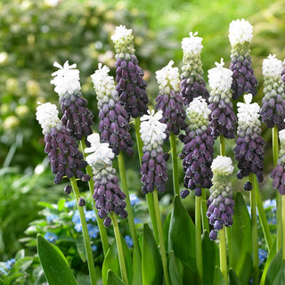 Muscari - Grape Ice - Fleurs bicolores à effet ombré - 3 bulbes
