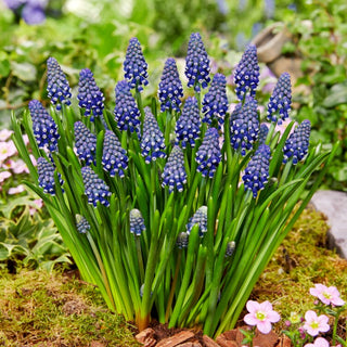 Muscari - Night Eyes - Contrastes saisissants au jardin - 10 bulbes