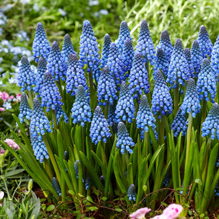 Muscari - Lindsay - Couleur subtile, accent fort du printemps - 10 bulbes