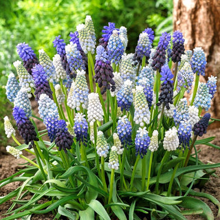 Muscari - Mix - Accent coloré du jardin dès avril - 10 bulbes