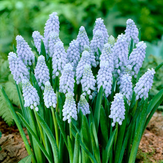 Muscari - Valerie Finnis - Éclat printanier au parterre - 10 bulbes