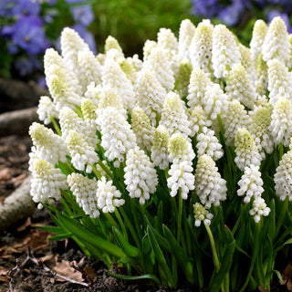 Muscari - White Magic - Détail blanc qui ravit l’œil - 10 bulbes