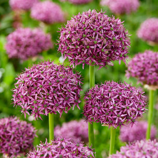 Ail d'ornement - Firmament - Allium - Boules violettes spectaculaires