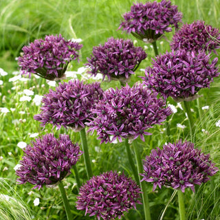 Ail d'ornement - Mercurius - Allium - Sphères florales violettes
