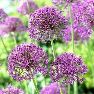 Ail d'ornement - Violet Beauty - Allium - éloigne les parasites du jardin - 3 bulbes