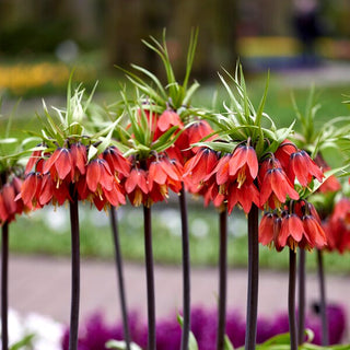 Fritillaire impériale - Red Beauty - Fritillaria - Fleurs expressives en forme de cloche