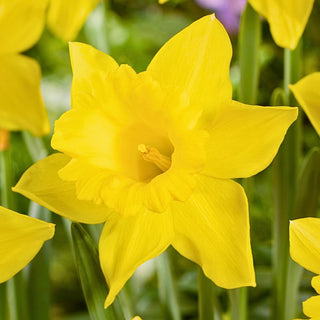 Narcisse - King Alfred - Narcissus - Jaune intense ensoleillé - 5 bulbes