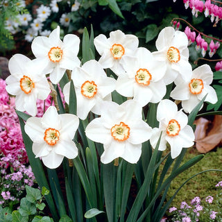 Narcisse - Tommy's White - Narcissus - Idéal pour les plantations en groupe - 5 bulbes