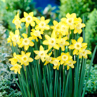 Narcisse - Verdin - Narcissus - Accent printanier frais au jardin - 5 bulbes