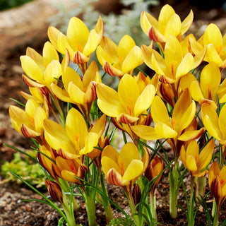 Crocus - Bronze Form - Fiable, précoce messager du printemps - 10 bulbes