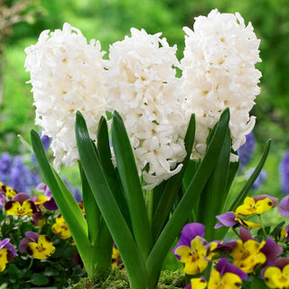 Jacinthe - Louvre - Hyacinthus - Fiable, couleur blanc neige - 3 bulbes
