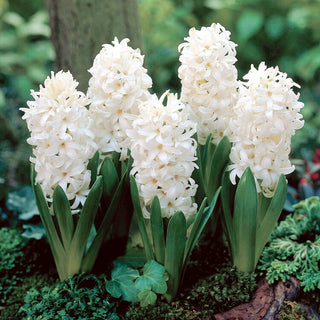 Jacinthe - White Pearl - Hyacinthus - Apporte au jardin fraîcheur et légèreté - 3 bulbes