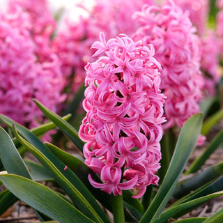 Jacinthe - Scarlet Pearl - Hyacinthus - Idéal pour massifs et jardinières - 3 bulbes