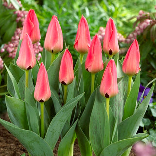 Tulipe - Adele Duttweiler - Tulipa - rose charmant, allure compacte - 5 bulbes
